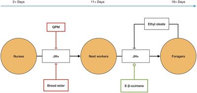 Revising the Superorganism: An Organizational Approach to Complex Eusociality